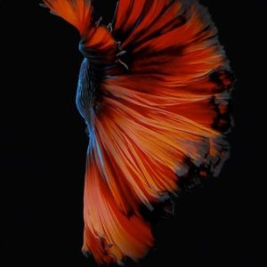 Meet your Posher, Bennard